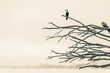 © Matthew - New Zealand Birds