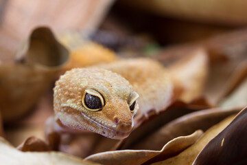 Leopard gecko lizard isolated on nature background, animal closeup