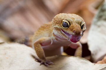 Leopard gecko lizard isolated on nature background, animal closeup