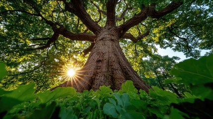 Poster - Majestic tree with lush leaves and sunlight filtering through branches.