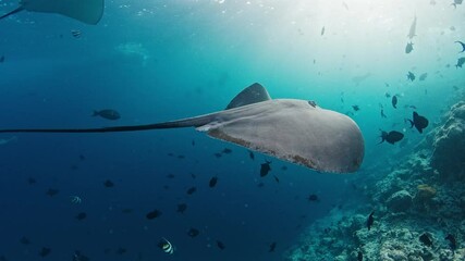 Wall Mural - Stingrays and fish swim in the sea. Underwater footage of the vivid sea full of marine life