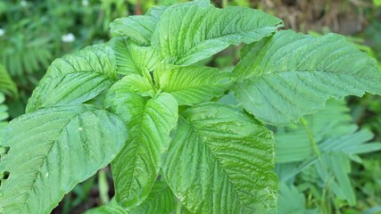 Poster - Lush Green Leaves Vibrant Texture and Healthy Foliage Showcasing Natures Moisture in Refreshing Environment