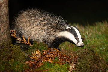 Wall Mural - Badgers, Scientific name: Meles Meles. Wild, native, European badger in Autumn,  foraging in green moss and bracken.  Facing right. Close up.  Scottish Highlands, UK.  Horizontal.  Space for copy.