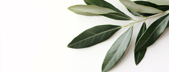 Closeup of Olive Branch with Green Leaves on White Background