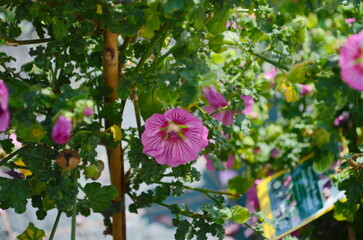 Wall Mural - blooming pink mallow flowers malva alcea, cut-leaved mallow, vervain mallow or hollyhock mallow