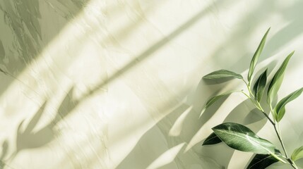 Poster - Branch with green leaves is casting shadows on a minimal background made of light green marble, illuminated by natural sunlight