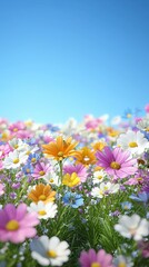 Canvas Print - Colorful Flowers in a Field.