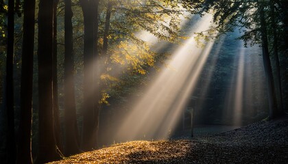 Aufkleber - Golden Dawn Rays Breaking Through Misty Forest Canopy at Sunrise. Illuminating Serenity and Nature’s Awakening in a Tranquil Wilderness Scene Perfect for Calming Backgrounds or Nature Themed Posters