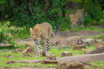 Poster - Female leopard walking across grass among rocks