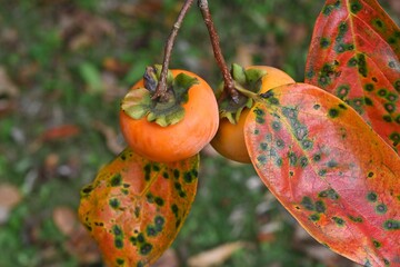 Japanese persimmon (Kaki fruit) fruits and leaves. Ebenaceae deciduous fruit tree. In autumn, the fruits ripen to orange and the leaves turn beautiful colors.