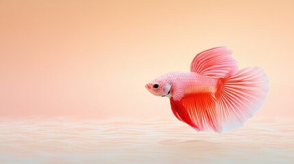 betta fish in an artistic pose on a light sand-colored background