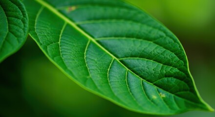 Green Leaf with Veins in Focus