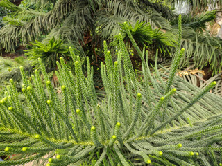 Poster - Cook's pine. Araucaria columnaris. Nature