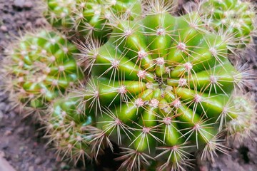 close up of cactus