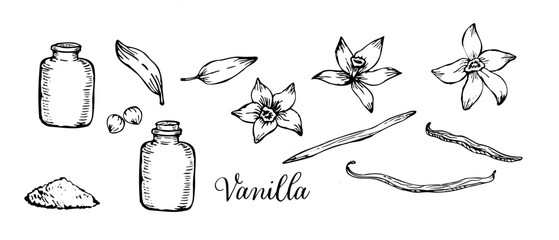 Beautiful sketch of vanilla flowers and pods in a delicate, hand-drawn style. A perfect line art illustration for natural, organic products.