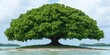 © BOJOShop - Solitary Tree on Tropical Island with Blue Sky and Water