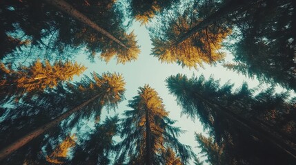 Poster - Golden Larch Trees in Autumn Forest Canopy  Upward View  Cinematic Lighting