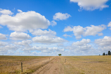 Rural landscape with dirt road to distant tree under blue sky and fluffy clouds