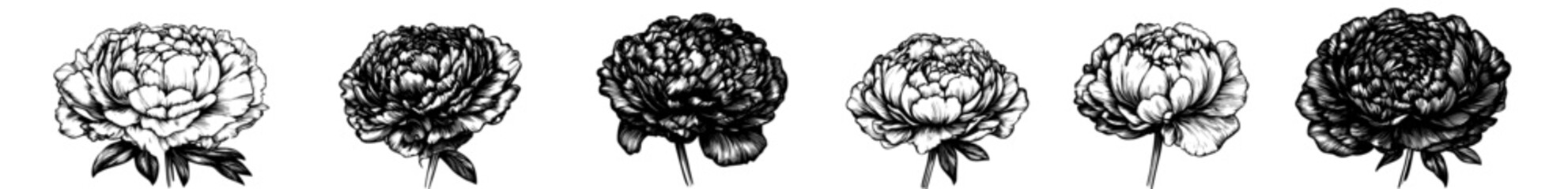 Poster - Flower icons. Peony flower with leaves drawn in modern art style. Peony flower silhouette in black.