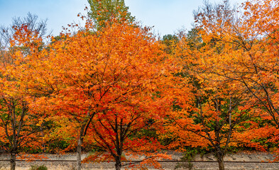 Poster - Brilliant Autumn Treetops