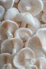 Poster - Macro shot of various mushrooms growing together