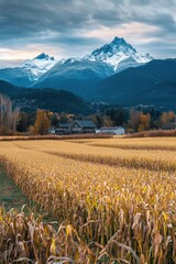 Poster - Agricultural landscape with a row of corn and mountains in the distance