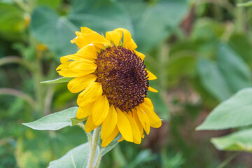 Vibrant Sunflower Close-Up in Bloom