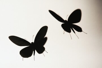 Poster - Close-up shot of two black butterflies flying together in mid-air