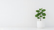 © A2Z AI  - Pilea Peperomioides in a White Pot on White Background: A Stylish and Minimalist Indoor Plant Display