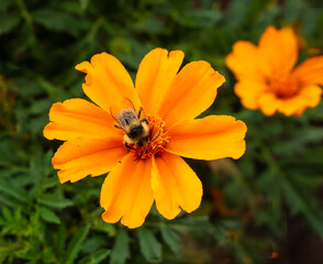 Aufkleber - A bumblebee collects nectar and pollen from marigolds.
These flowers are not the main honey plants.