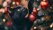 © Alien - Cute black cat hanging ornaments on a Christmas tree, background blurry