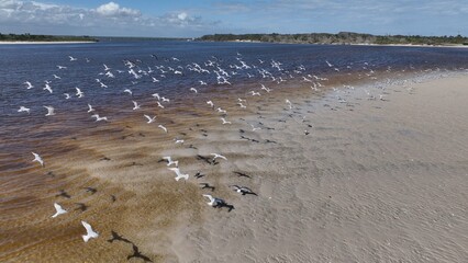 Natural coastal wetlands along Florida coastline at St Augustine beach during a sunny warm day