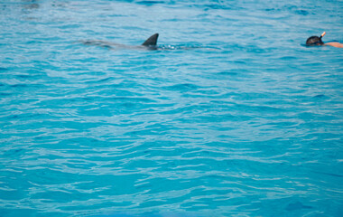 Wall Mural - dolphin at mnemba island near zanzibar