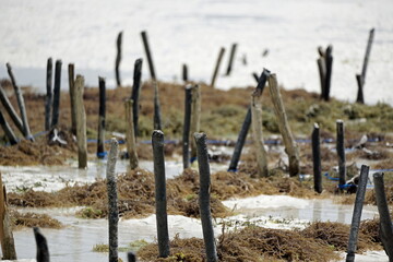 Wall Mural - sea weed plantation in the indian ocean