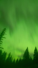 Wall Mural - spooky night time lapse with churning green aurora above silhouetted evergreen trees