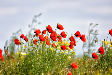 Wall Mural - Field with blossoming poppies close up