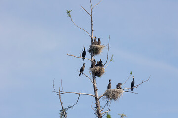 Sticker - Many great cormorant nests in the trees