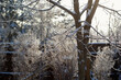 © Julia - bare tree branches covered with sparkling frost in winter cold sunshine