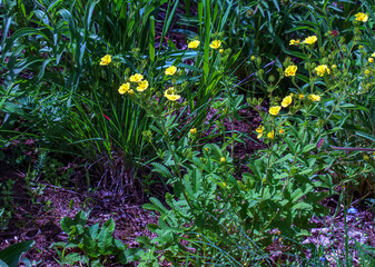 Flowering herbaceous plant silverweed named Potentilla anserina or argentina anserina