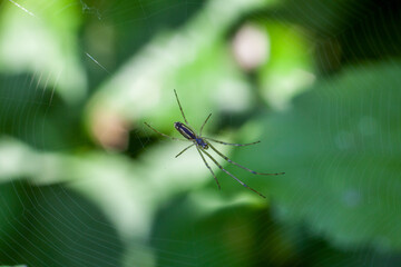 Spider on his web