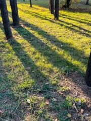 Aufkleber - Golden Hour Sunlight Creating Long Shadows of Pine Trees Across Vibrant Autumn Grass in a Tranquil Forest Park Setting
