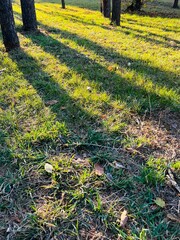 Aufkleber - Golden Hour Sunlight Creating Long Shadows of Pine Trees Across Vibrant Autumn Grass in a Tranquil Forest Park Setting