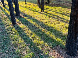Aufkleber - Golden Hour Sunlight Creating Long Shadows of Pine Trees Across Vibrant Autumn Grass in a Tranquil Forest Park Setting