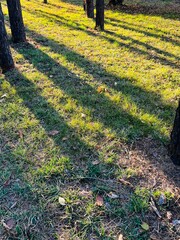 Aufkleber - Golden Hour Sunlight Creating Long Shadows of Pine Trees Across Vibrant Autumn Grass in a Tranquil Forest Park Setting