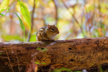 Wall Mural - the eastern chipmunk (tamias striatus) in the park.