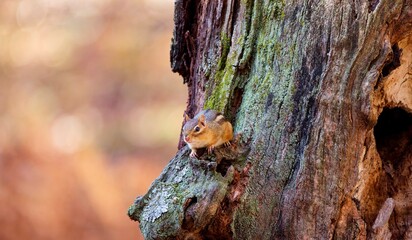 Wall Mural - The eastern chipmunk (Tamias striatus) in the park.