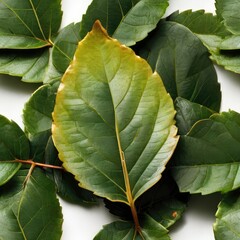 isolated leaf texture on white backdrop