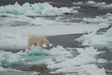 arctic explorer ice bear, arctic svalbard