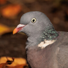 Wall Mural - close up of a pigeon