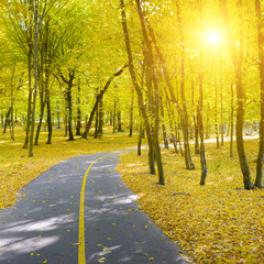 Wall Mural - autumn park and fallen leaves illuminated sun